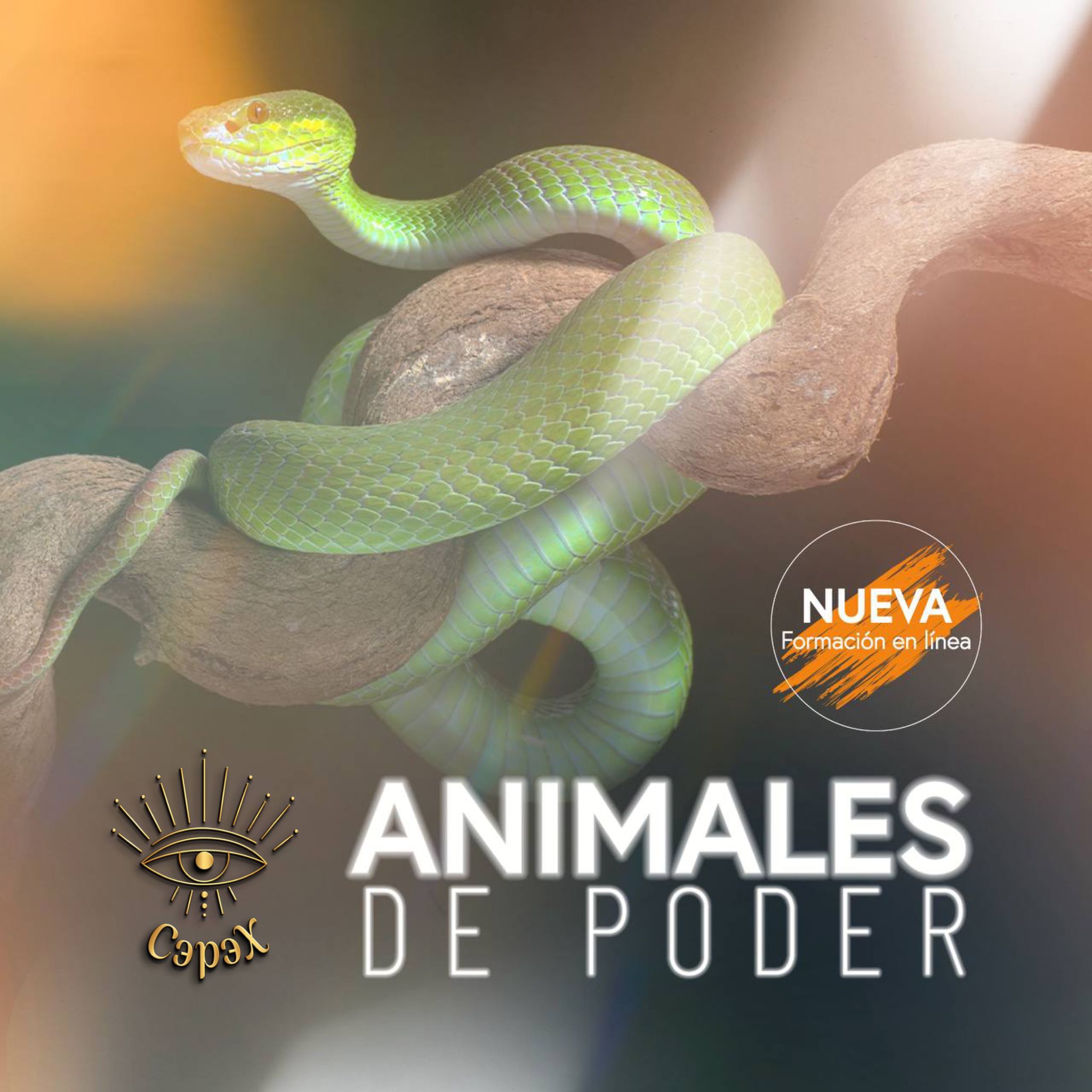 Entrenamiento Rueda Medicinal Chamánica Animales de Poder