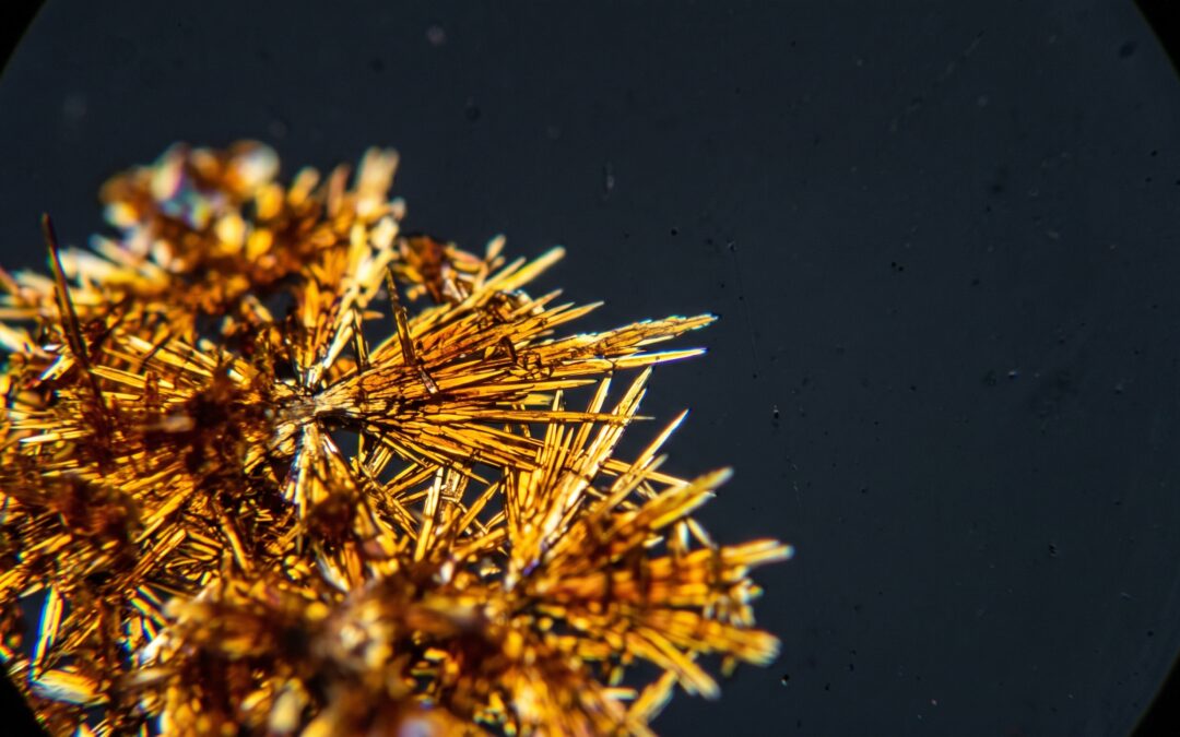 Berberina para bajar el azúcar en sangre: cristales del alcaloide vista al microscopio de luz polarizada