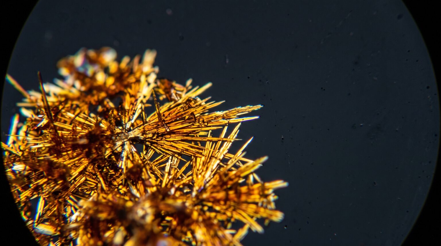 Berberina para bajar el azúcar en sangre: cristales del alcaloide vista al microscopio de luz polarizada