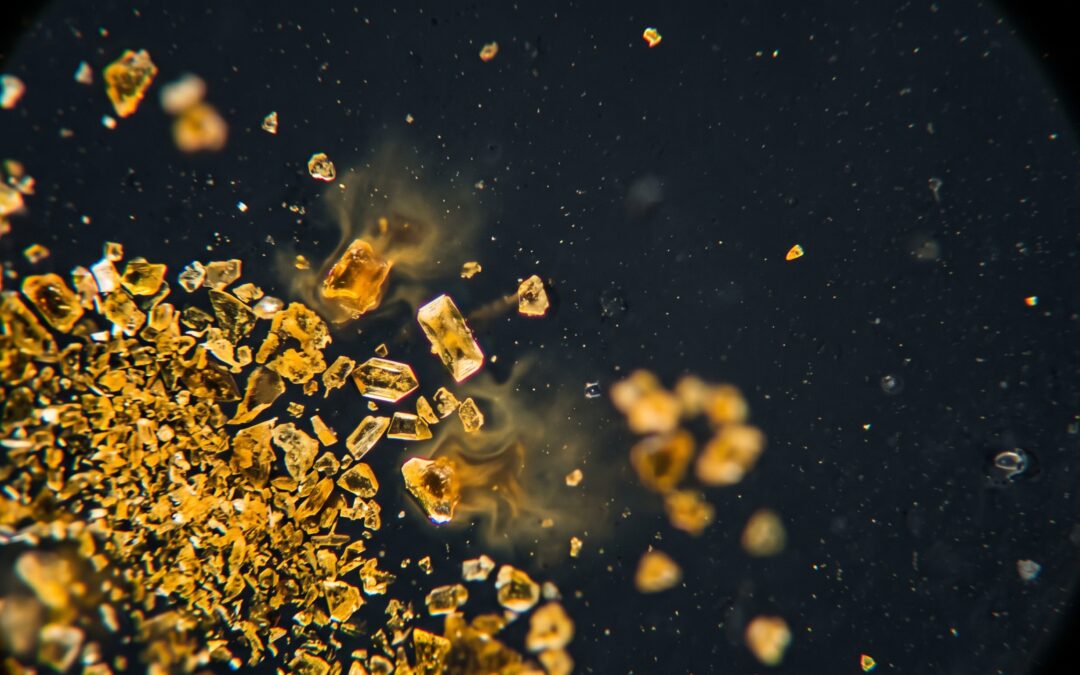 Berberina y microbiota intestinal: por qué apenas se absorbe y aun así funciona