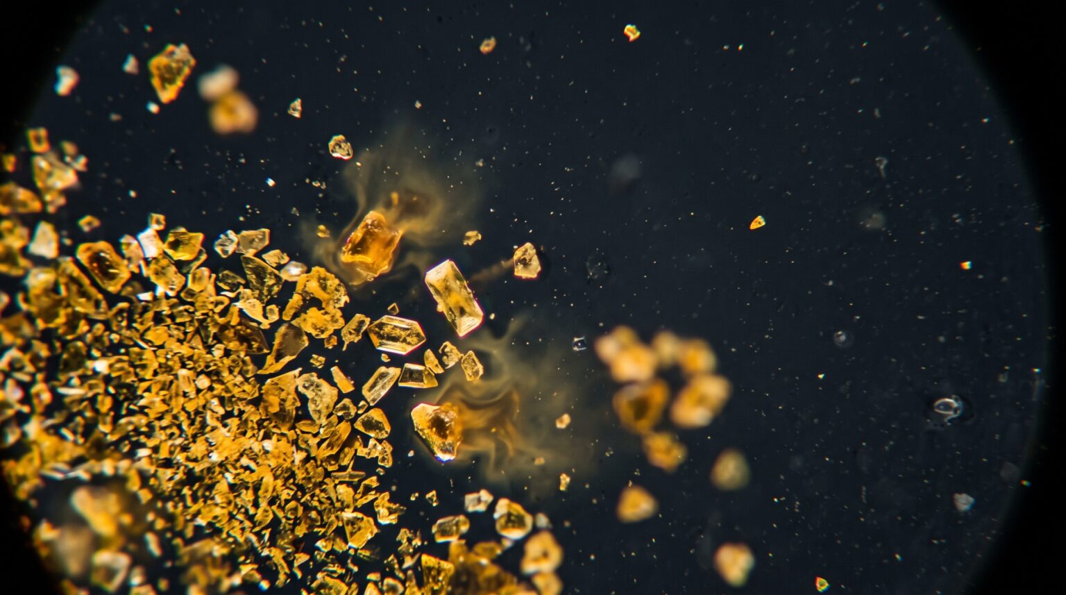 Berberina y microbiota intestinal: por qué apenas se absorbe y aun así funciona